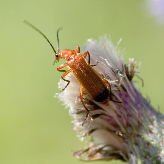 Common red soldier beetle: Animal in habitat Buffer strip in the NatureSpots App