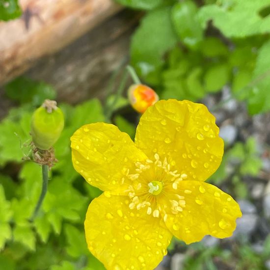 Papaver cambricum: Plant in habitat Garden in the NatureSpots App