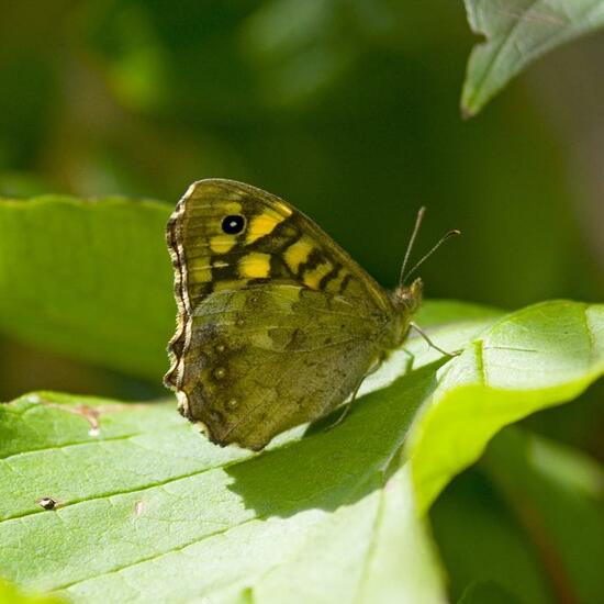 Speckled Wood: Animal in habitat Buffer strip in the NatureSpots App