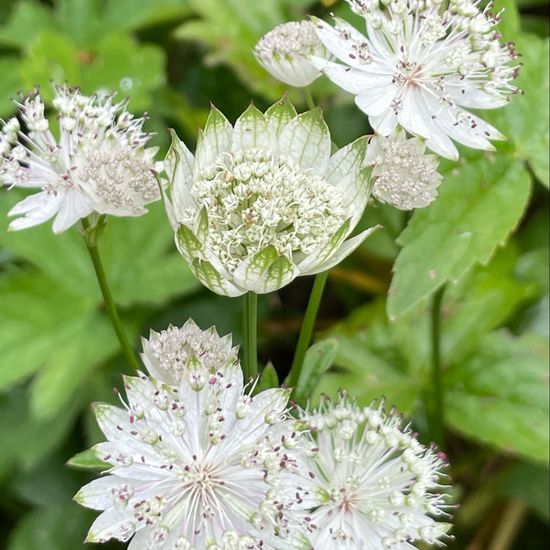 Astrantia major: Plant in habitat Garden in the NatureSpots App