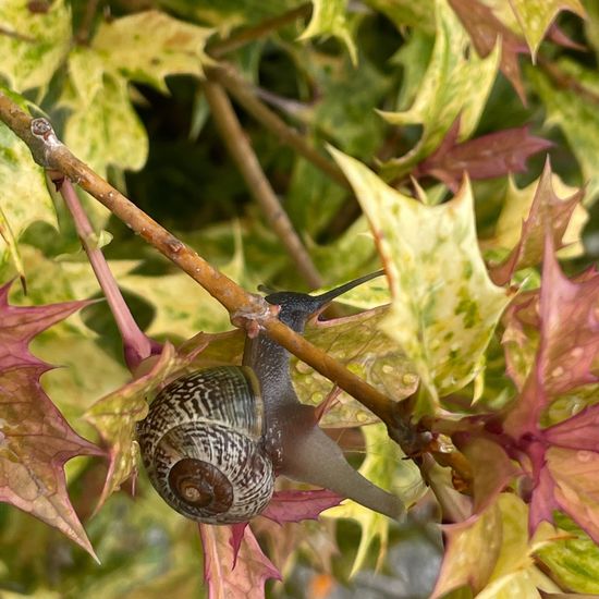 Osmanthus heterophyllus: Plant in habitat Garden in the NatureSpots App