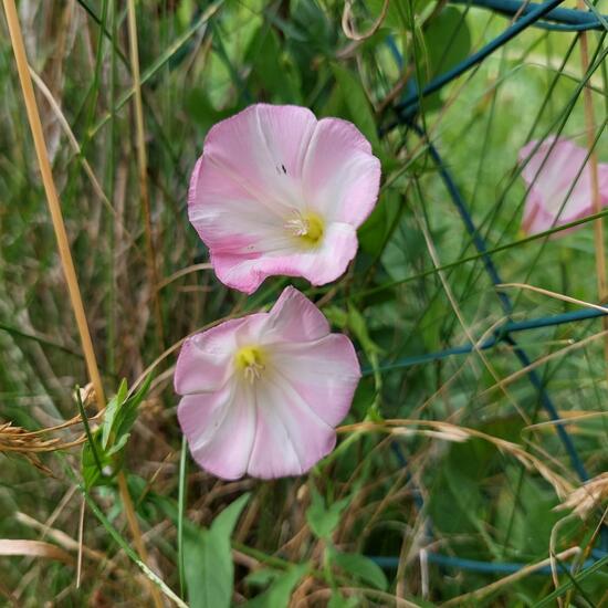 Convolvulus arvensis: Plant in nature in the NatureSpots App