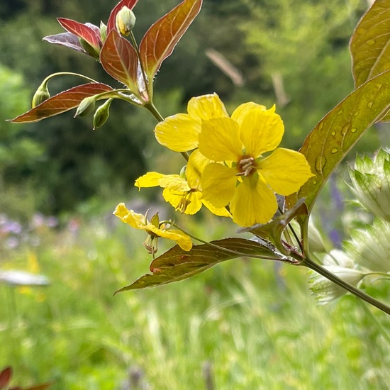 Lysimachia ciliata: Plant in habitat Garden in the NatureSpots App
