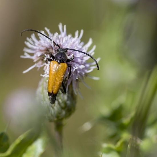 Paracorymbia fulva: Animal in habitat Buffer strip in the NatureSpots App