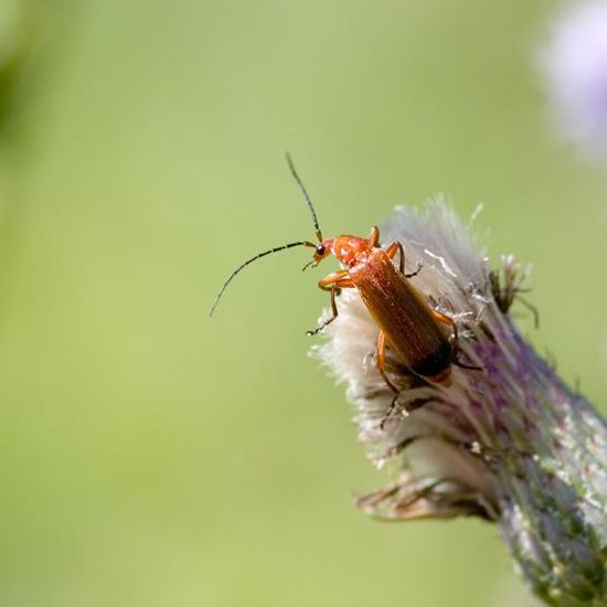 Common red soldier beetle: Animal in habitat Buffer strip in the NatureSpots App