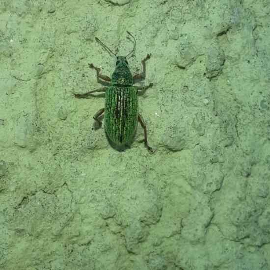 Green Immigrant Leaf Weevil: Animal in nature in the NatureSpots App