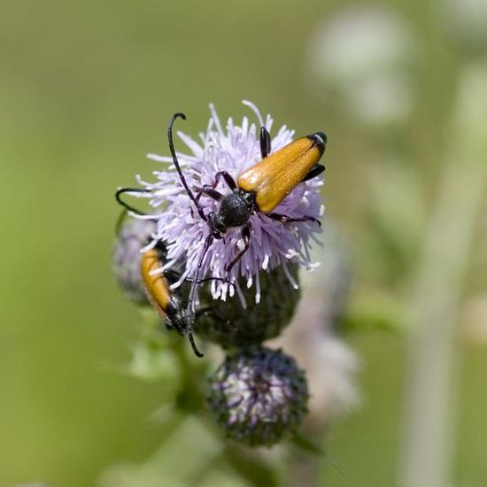 Paracorymbia fulva: Animal in habitat Buffer strip in the NatureSpots App