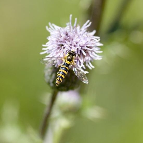 Sphaerophoria scripta: Animal in habitat Buffer strip in the NatureSpots App