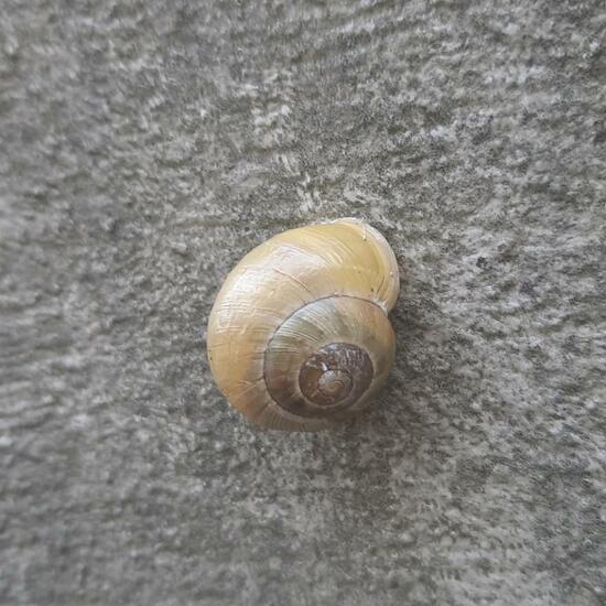 Grove snail: Animal in nature in the NatureSpots App