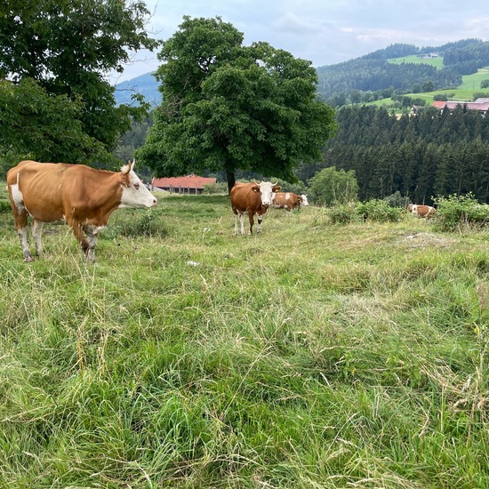 Landscape: Agriculture in habitat Pastures in the NatureSpots App
