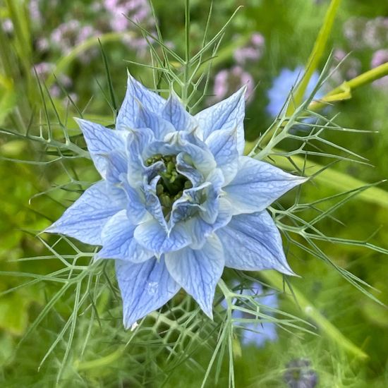 Nigella damascena: Plant in habitat Garden in the NatureSpots App