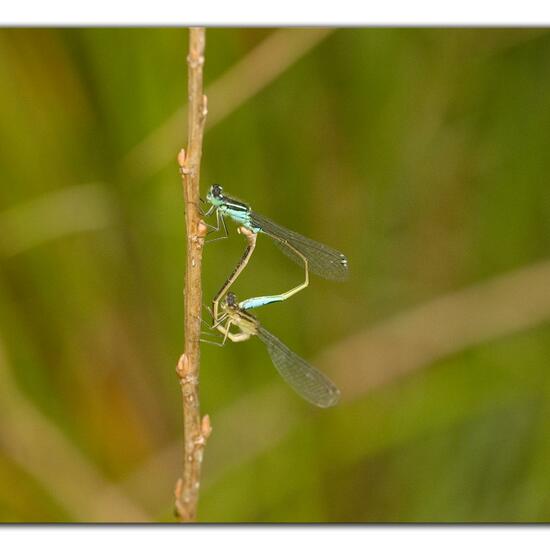Scarce Blue-tailed Damselfly: Animal in habitat Pond in the NatureSpots App