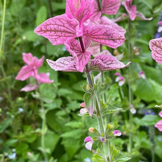 Salvia viridis: Plant in habitat Garden in the NatureSpots App
