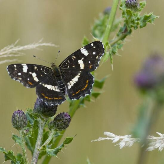 Araschnia levana: Animal in habitat Buffer strip in the NatureSpots App