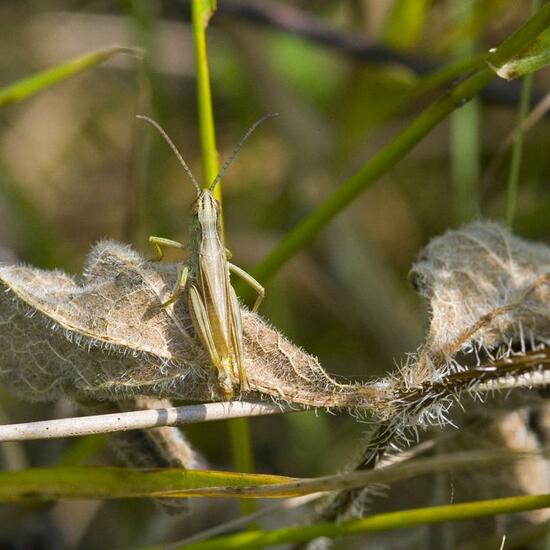 Pseudochorthippus parallelus: Animal in habitat Buffer strip in the NatureSpots App