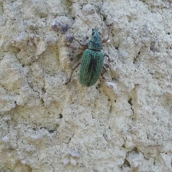 Green Immigrant Leaf Weevil: Animal in nature in the NatureSpots App