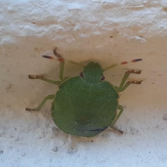 Green shield bug: Animal in nature in the NatureSpots App