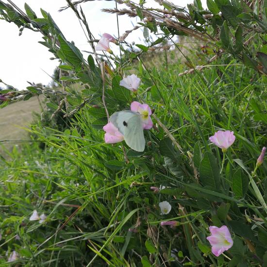 Pieris brassicae: Animal in habitat Natural Meadow in the NatureSpots App