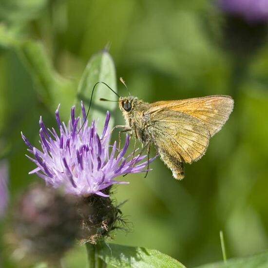 Large Skipper: Animal in habitat Semi-natural grassland in the NatureSpots App