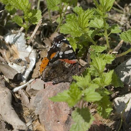 Vanessa atalanta: Animal in habitat Semi-natural grassland in the NatureSpots App