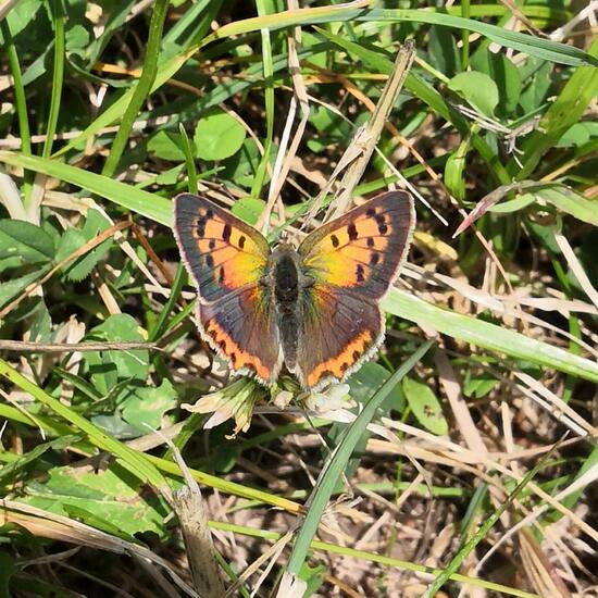 Lycaena phlaeas: Animal in nature in the NatureSpots App