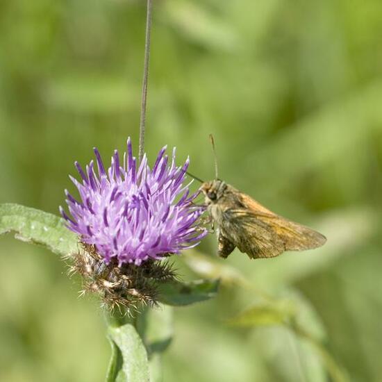 Large Skipper: Animal in habitat Semi-natural grassland in the NatureSpots App