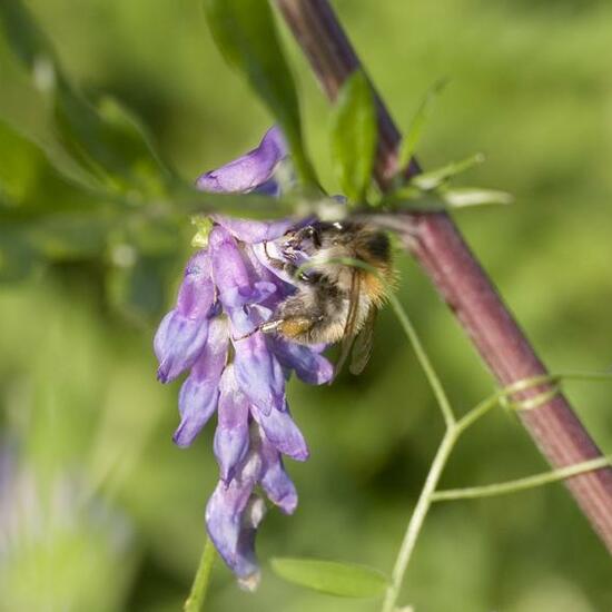 Bombus pascuorum: Animal in habitat Buffer strip in the NatureSpots App