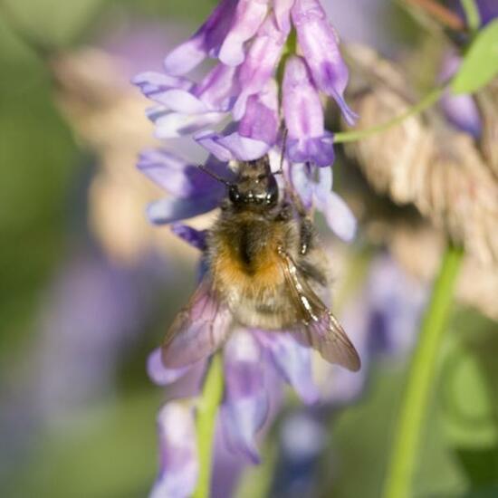 Bombus pascuorum: Animal in habitat Buffer strip in the NatureSpots App