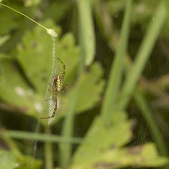 Argiope bruennichi: Animal in habitat Semi-natural grassland in the NatureSpots App