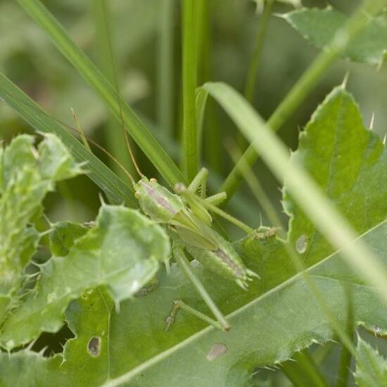 Tettigonia viridissima: Animal in habitat Semi-natural grassland in the NatureSpots App