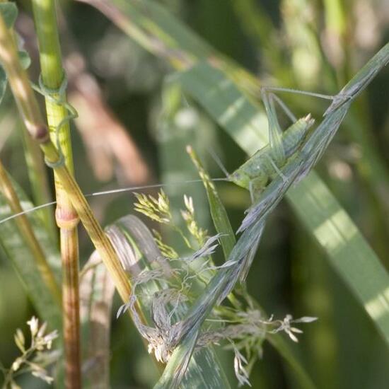 Tettigonia viridissima: Animal in habitat Buffer strip in the NatureSpots App