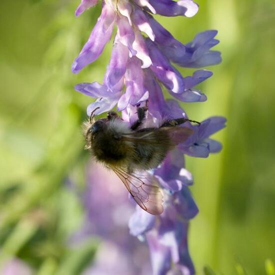 Bombus pascuorum: Animal in habitat Buffer strip in the NatureSpots App