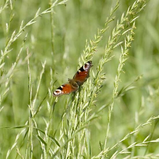 Vanessa atalanta: Animal in habitat Semi-natural grassland in the NatureSpots App