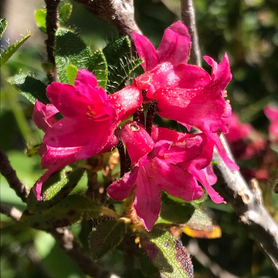 Rhododendron hirsutum: Plant in habitat Rock areas in the NatureSpots App