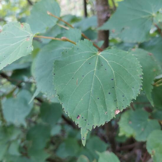 Tilia: Plant in nature in the NatureSpots App