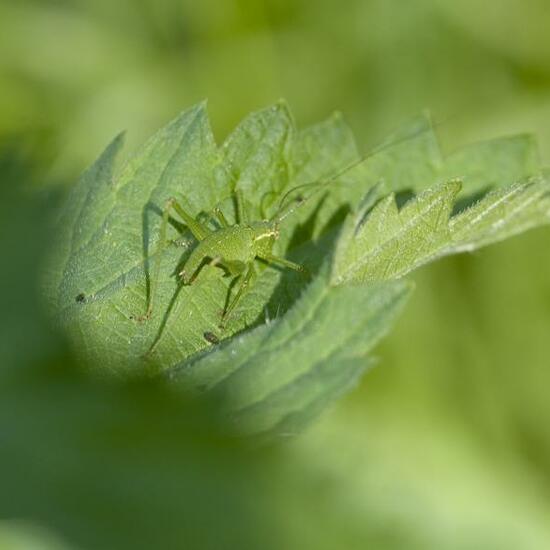 Speckled bush-cricket: Animal in habitat Semi-natural grassland in the NatureSpots App