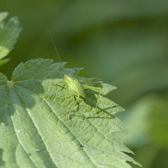 Speckled bush-cricket: Animal in habitat Semi-natural grassland in the NatureSpots App