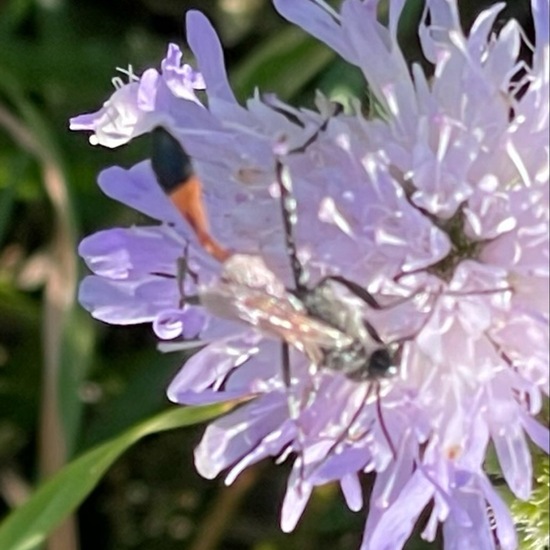 Ammophila sabulosa sabulosa: Animal in habitat Grassland in the NatureSpots App