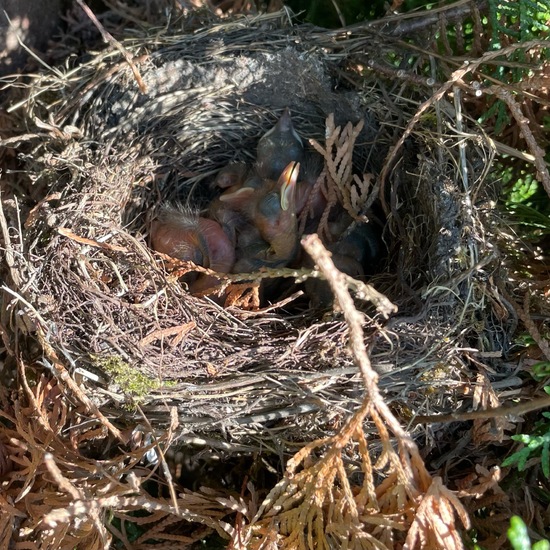 Common blackbird: Animal in habitat Garden in the NatureSpots App