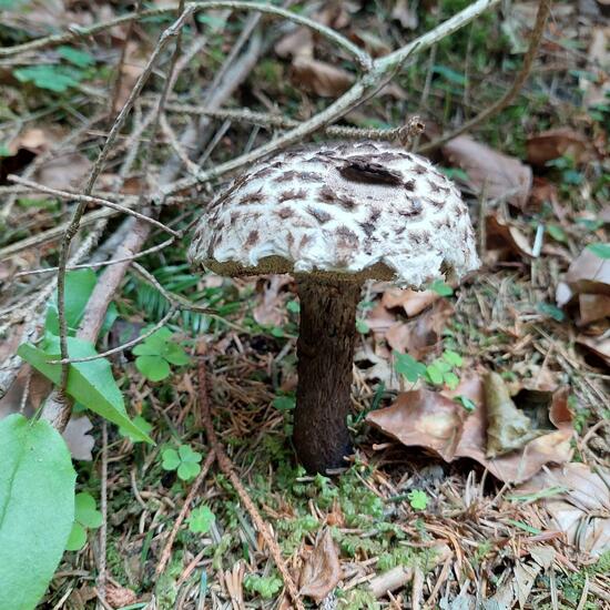 Strobilomyces strobilaceus: Mushroom in habitat Temperate forest in the NatureSpots App