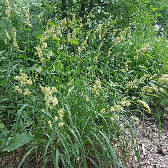 Dactylis polygama: Plant in habitat Riparian forest in the NatureSpots App