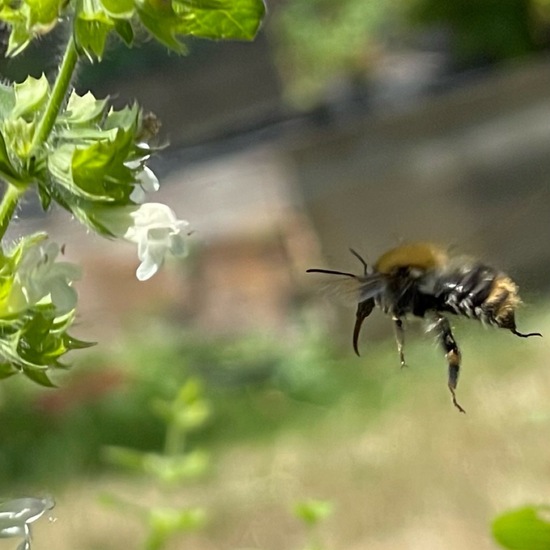 Bombus pascuorum: Animal in habitat Garden in the NatureSpots App