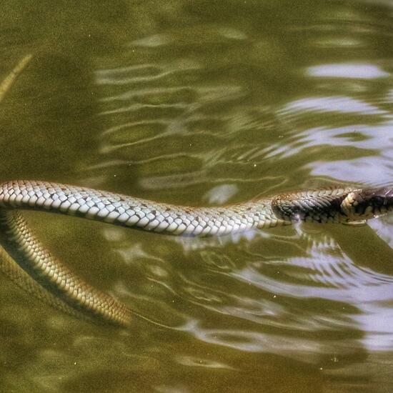 Grass snake: Animal in habitat Lake in the NatureSpots App