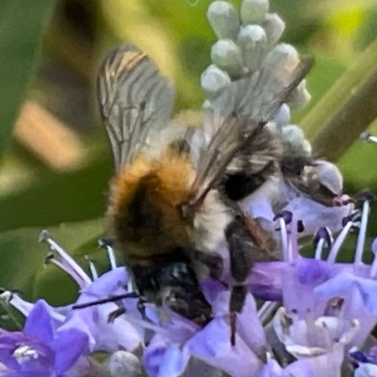 Bombus pascuorum: Animal in habitat Garden in the NatureSpots App