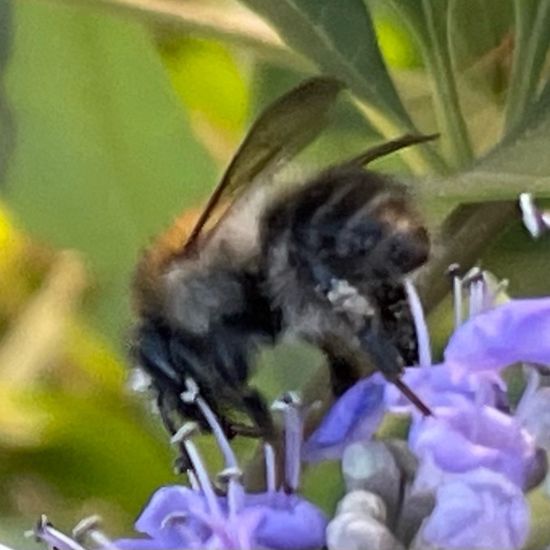 Bombus pascuorum: Animal in habitat Garden in the NatureSpots App