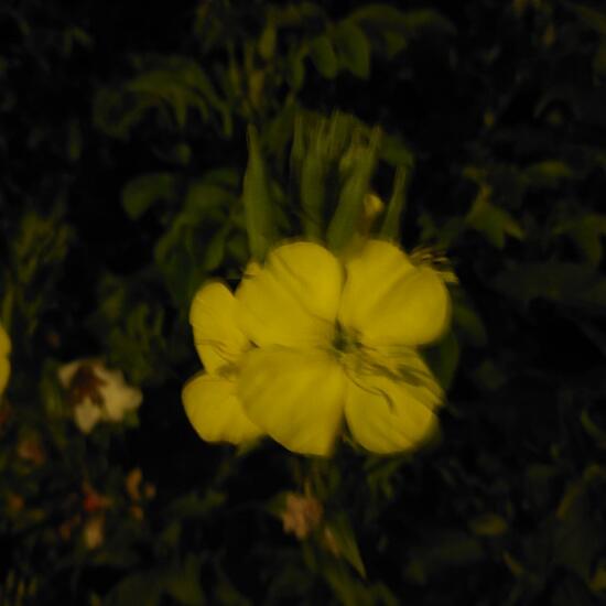 Oenothera: Plant in nature in the NatureSpots App