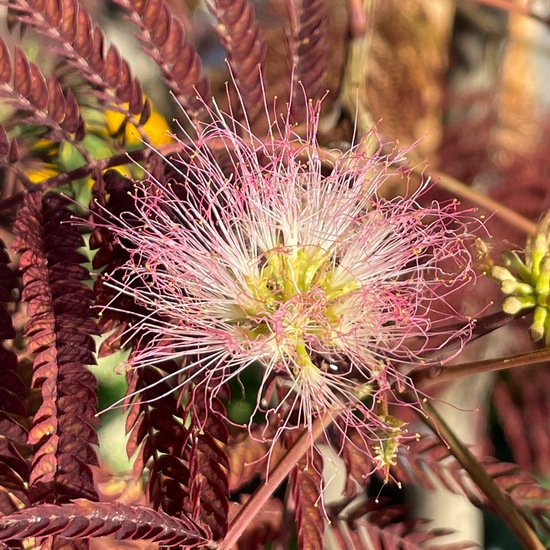 Albizia julibrissin: Plant in habitat Garden in the NatureSpots App