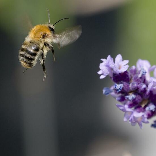 Bombus pascuorum: Animal in habitat Garden in the NatureSpots App