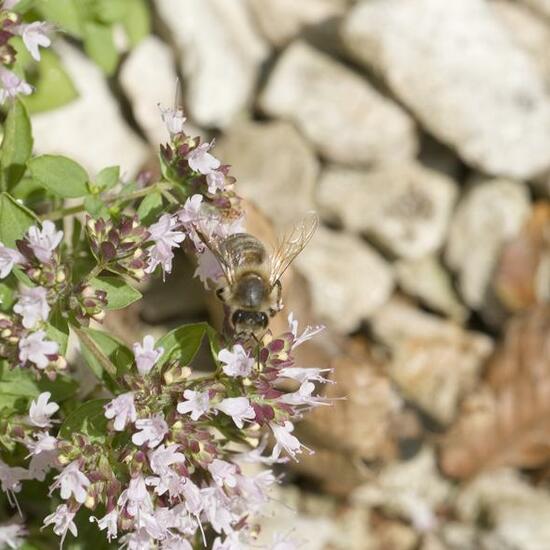 Apis mellifera: Animal in habitat Garden in the NatureSpots App