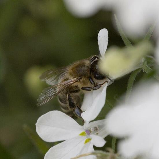 Westliche Honigbiene: Tier im Habitat Garten in der NatureSpots App